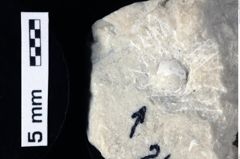 Foto (Detailansicht) von Goniodromitidae indet. (NHMW-GEO-1990-0041-0249)